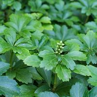 Pachysandra terminalis 'Green Carpet' (Japanese Spurge)