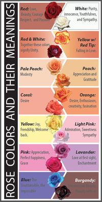 Rose Colors and their Meanings. You wouldn’t want to give someone a rose with the wrong meaning.