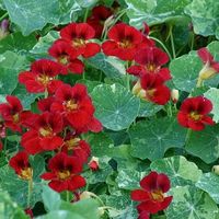 A trailing nasturtium bedding annual with deep red flowers and variegated leaves.    Position:  Full sun Soil:  Moist, but well-drained soil or peat-free general purpose compost Rate of growth:  Fast Hardiness:  Tender (will need winter protection)   Masses of funnel-shaped, deep red flowers appear with the conspicuously  splotched cream and green leaves perfect for the front of a sunny border or for  filling a large pot on the patio. One of the easiest annuals to grow, they put  on a long displ