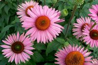 Award-winning Echinacea 'Ruby Giant' is an upright perennial boasting a profusion of huge, fragrant flowers, 5 in. wide (12 cm), with slightly reflexed, red-purple rays that fade to light purple as they mature. This clonal selection from the original Echinacea 'Rubinstern' seed presents a double row of petals held horizontally for maximum impact and effect. Free-flowering, its brownish central disk may grow up to 2 in. (5 cm) tall! Blooming from mid to late summer, sometimes with additional spor