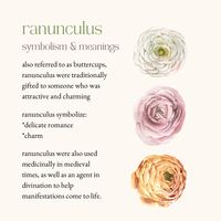 inspired by the language of flowers see the traditonal & historical meanings & symbolism of ranunculus in floral arrangements #ranunculus #florist