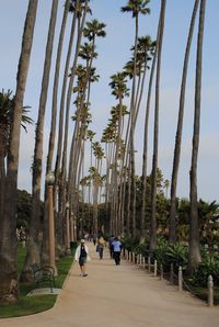 Tall Trees in Santa Monica