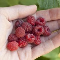 Cane berries prefer a deep, well-drained, fertile soil and typically bear fruit on 2-year-old wood with everbearers producing on first-year wood. They thrive in most soil types. Cane berries are versatile and hardy in the coldest climates where other fruits fail. Plant late winter to early spring. Space 2’ - 3’ in a row with 8’ - 10’ between rows. Note: Red raspberries must be more than 300' from WILD blackberries, as the wild blackberries can carry some diseases that insects can transmit to the