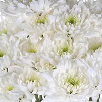 Buy Kiss of Mint Dahlia Style Flowers at FiftyFlowers.com. These white cushion poms feature a kiss of mint green in the center of the blooms making them ideal for pairing with other green flowers, or use them in an all white bouquet with just a touch of fresh greenery. These blooms resemble small dahlias and feature 3-5 blooms on each stem making them a perfect filler flower. Order now to receive wholesale prices and free shipping!