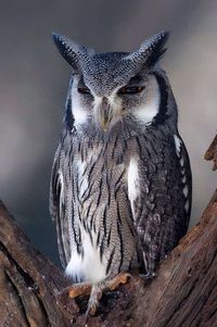 Northern white faced owl