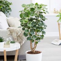 Aralia Plant: How to Grow and Care for Your Home