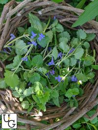 Foraging & Using Creeping Charlie (Ground Ivy) - Unruly Gardening