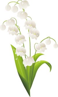 Fragrance Oil -Lily of the Valley A soft floral blend of lily of the valley, jasmine, hyacinth, wild rose and musk. SKU: 127415421188, 127415420189, 127415420190, 127415420191 Categories: Fragrance Oil, Fragrance, Diffuser, Fragrances Oils, Fragrance Oil for Diffuser, Candle, Soap, Oil Fragrance, Oils Fragrances, Perfume Oil, Perfumes, Aromatherapy Tags: Fragrance Oil, Lily of the Valley, Lily of the Valley Fragrance Oil, Floral Scent , Floral Note, Lily of the Valley Aroma, Fragrance Oil for Diffusers, Candles, Soaps, Floral Fragrance, Flower Fragrance All fragrance oils are paraben and phthalate free. Our oil has been tested for the following applications: Candle Making, Soap, and Personal Care Applications such as Lotion, Shampoo and Liquid Soap. Please Note – This fragrance may also wo