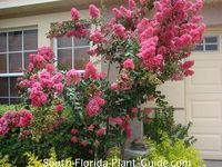 bright pink blooms