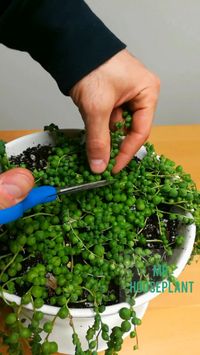 ➡️Cut off one of the strings ➡️Remove the bottom few pearls. ➡️Put in water. SOP propagate VERY quickly, you will get roots in only a few days Same rules apply as for any propagation: ➡️Take only healthy cuttings ➡️Provide bright indirect light. More light speeds up propagation and increases success rate ➡️Replace water weekly ➡️Once the roots are 1-2 inches long, pot in soil ➡️When in soil, water SOP in the same way as the main plant, once the soil gets fully dry.