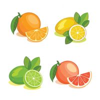 Premium Vector | Set of citrus fruits. illustration.