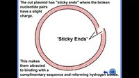 Step 2, Part 1: Gene Delivery: Constructing a Plasmid on Vimeo  #Biotechnology #GMO #PlantBreeding