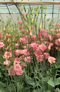 Lisianthus Viviana – Farmer Bailey Inc.