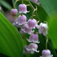 Find Convallaria rosea Pink Lily-of-the-Valley at Sugar Creek Gardens.