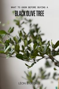 Learn all about the Black Olive Tree, from light requirements to watering needs, and bring this elegant, airy houseplant into your home. #bucidabuceras #mediterranean