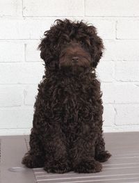 Portuguese Water dog