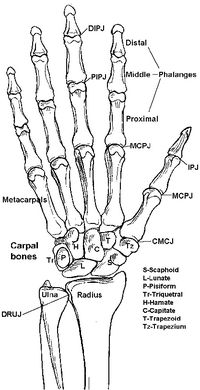 Bones of the forearm, wrist and hand