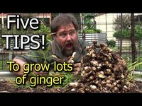 There are many health benefits to ginger. In our world of processed and GMO foods, it’s hard to find foods in their purest form. The best way to obtain herbs and foods in their purest form is to grow them yourself