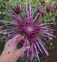 Chrysanthemum Fleur d'lis