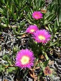 Carpobrotus edulis or Ice Plant | Online Flower Garden