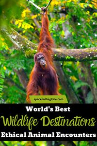 The best places for uncovering ethical animal experiences. This is the list that will provide inspiration for your next wildlife vacation, with the best destinations for responsible wildlife encounters