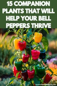 Boost the growth and productivity of your bell peppers with these 15 companion plants. Discover the perfect plant companions that provide support, pest control, and nutrient enhancement for your bell pepper plants.