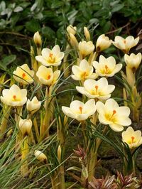 Crocus 'Cream Beauty', Crocus Chrysanthus Cream Beauty, Snow Crocus Cream Beauty, Snow Crocus, Botanical Crocus, Spring Bulbs, Spring Flowers, Early spring bulb