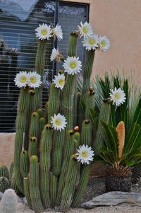 Duane's Garden: Echinopsis spachiana