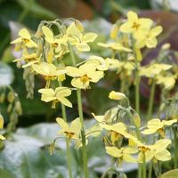 barrenwort - epimedium Frohnleiten - Crocus