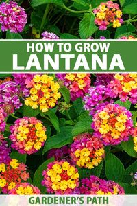 Lantana features showy tubular flowers that grow in clusters, providing a pop of color to borders, beds, and containers. These vigorous plants can be grown as perennials in Zones 9 and above, and as annuals elsewhere. Learn how to grow and care for lantana now on Gardener's Path. #lantana #gardening #gardenerspath