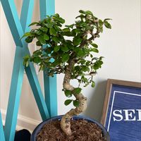 Why Is My Fukien Tea Tree Dropping Leaves?