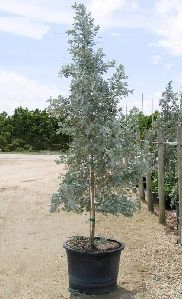 Silver Buttonwood is a native tree to Florida that has extremely attractive silver foliage. These trees are drought and salt tolerant and grow