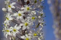 Urginea maritima (05) | by Mugzemet