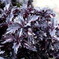 Buy basil or Ocimum basilicum var. purpurascens 'Purple Ruffles' Ocimum basilicum var. purpurascens Purple Ruffles: £1.87 Delivery by Crocus