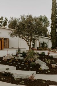 This San Diego couple had great taste in trees and tacos (if you follow us on Instagram you get it). They sprung for a mature olive tree which added instant curb appeal and made the garden feel more established. See more of this project on our site! #landscapedesign #gardendesign #frontyard #curbappeal