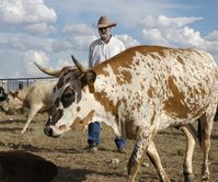 Criollo cow