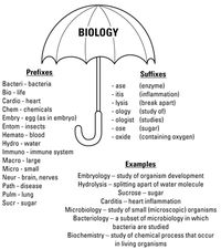 The prefixes and suffixes used in biology lingo can help you figure out many biology terms. These prefixes and suffixes also can help you understand what the people in biology subspecialties do. For example, hemato- is the prefix meaning “blood.” Therefore, a hematologist is a scientist who studies blood (and hematocrit is a measurement of …