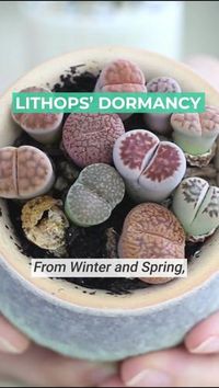 When Lithops sleep #succulents #lithops #livingstones #dormancy #rock #nature #houseplants #unusualhouseplant #homedecor #apartmentdecor #minigarden #windowsillgarden #succulentcollection #ecoliving #greenliving #containergarden #gardening #colorfulsucculent #desertplant #gift #plantgift #homegift #gardeninggift #gardening #decorgift #corporategift #succulentsubscription #typesofsucculents #plantingideas #gardenideas