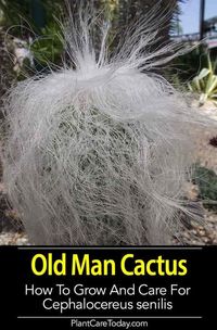 Old Man Cactus [Cephalocereus Senilis] An odd-looking houseplant, lots of personality. Their unkempt white hair makes them a real standout [DETAILS]