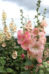 Un cottage rose - Le cottage de Gwladys