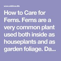 How to Care for Ferns. Ferns are a very common plant used both inside as houseplants and as garden foliage. Dating back to prehistoric times, ferns exist in tens of thousands of species. They range in appearance from airy and light to...