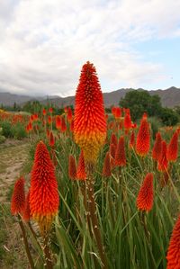 Kniphofia, also called tritoma, red hot poker, torch lily, knofflers or poker plant, is a genus of flowering plants in the family Xanthorrhoeaceae, subfamily Asphodeloideae