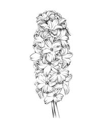 Hyacinth Flower Vector Pen and Ink Sketch. EPS10 Vector Illustration