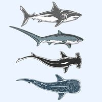 Sticker Pack: all glossy Atlantic White Shark (3" x 1.23") Thresher Shark (4.3" x 1.4") Hammerhead Shark (1.15" x 3") Whale Shark (2.5" x 2.5") Get all 4 stickers for a shark lover!