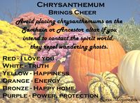 Don't put chrysanthemums on your Samhain Altar www.sacredwicca.com