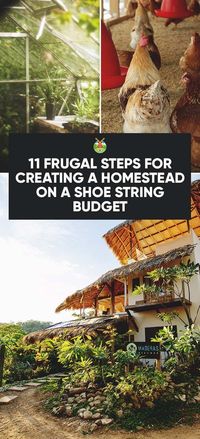 How to homestead when broke- Creating a homestead on a shoestring budget when struggling to just pay the bills. How to plan frugally according to your needs