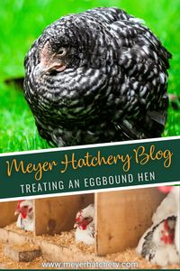 When a hen has an egg stuck inside her oviduct and is having difficulty passing it, that is a term we chicken keepers call being egg bound. Regardless of the cause, a hen that is egg bound has a life-threatening emergency. If the egg is not passed within 24 to 48 hours, she may very likely die as a result of her egg-bound state. #eggbound #farming #homesteading #backyardchickens #meyerhatchery #raisingchickens #sickchicken