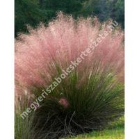 Muhlenbergia capillaris - Vattacukorfű