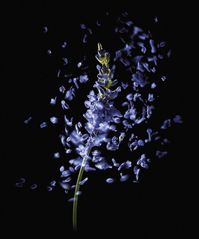 Still life photographer Candice Milon for Furterer #lavender #flower #texture