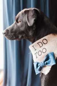 Dog Ring Bearer | City Tavern Club, DC Wedding | Meagan Chase Photography More